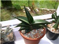 Sansevieria  robusta  