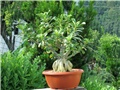 Adenium obesum