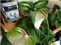 anthurium
