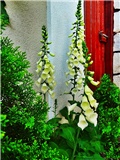 naprstak,foxglove