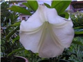 brugmansia