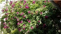 blue magenta