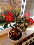 adenium