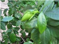 gardenija