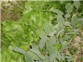 zimska salata i karfiol