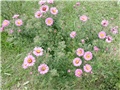 visoki rozi aster