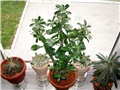 Adenium obesum hibrid