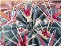 ferocactus latispinus