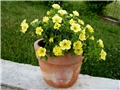 Calibrachoa Calipetite