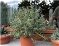 Pachypodium bispinosum 
