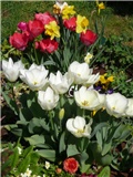 tulipani