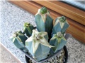 myrtillocactus geometrizans - astrophytum hybrids 