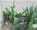 Tulipani