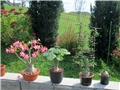 Adenium, uncarina, fockea, bowiea