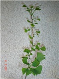 Moj Gingko