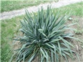 yucca filamentosa