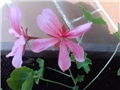 roze pelargonije jednostruke