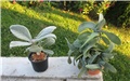 Sinningia  leucotricha