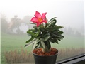 Adenium obesum