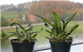pachypodium rosulatum