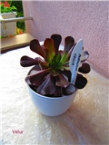 aeonium 5