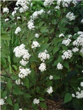 Eupatorium rugosum