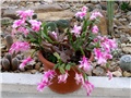 schlumbergera truncata