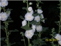Vrtni sljez-althea rosea