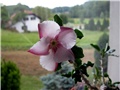 Pachypodium