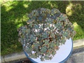 Aeonium haworthii  
