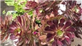 aeonium