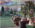 crassula morgans beauty