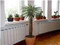 Pachypodium lamerei