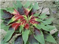 Amarantus  tricolor1