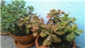 crassula ovata