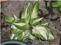 hosta2