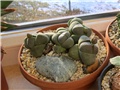 pleiospilos nelii
