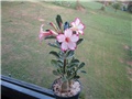 Adenium obesum