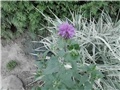 monarda1
