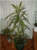 Dracena