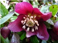 Helleborus orientalis