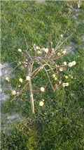 salix