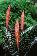 Vrijeseja splendens