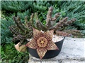 Stapelia lepida