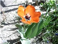 tulipan