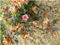 azalea