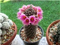 mammillaria alamensis sheldonii