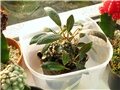 Dorstenia foetida