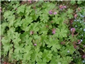 geranium