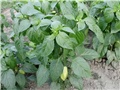 paprika babura1